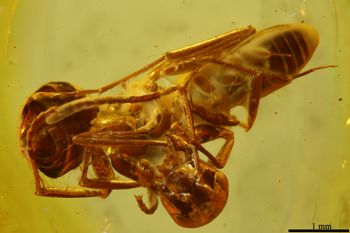 Media type: image;   Entomology PALE-18963